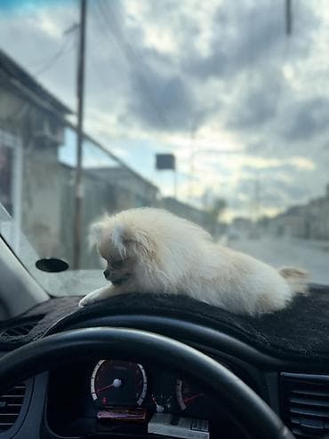 puldur: Şpitz, 5 ay, Dişi, Pulsuz çatdırılma — 6