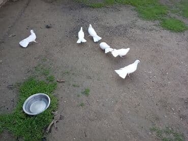 şahin quşunun qiyməti: Enli quyruglar satilir . tek tek satilmir 6 ededi — 1