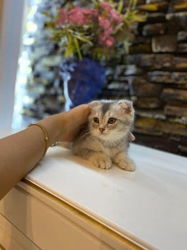 мейн кун купить в баку: Şotland, Dişi, Yaxşı əllərə, Ünvandan götürmə — 9