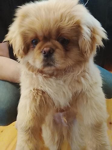 xalli itler: Pekines, 4 ay, Erkek, Pulsuz çatdırılma — 1