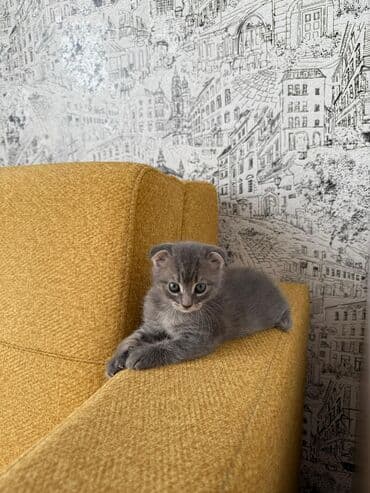 где продаются кошки: Шотладская вислоухая, В добрые руки — 3