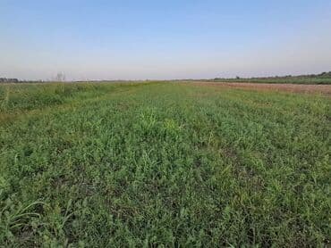 binəqədidə ucuz həyət evləri: 1500 sot, Kənd təsərrüfatı — 1