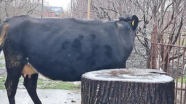 Собаки: Самка, Simental, лет: 4, 650 кг — 9