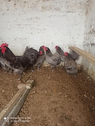 Quşlar: Xoruz, il: 1, Ödənişli çatdırılma — 5