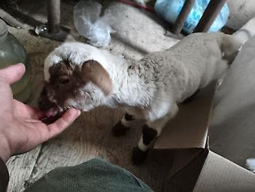 Keçilər, çəpişlər: 1heftelik ekizdi 1in satram balasının anasının südü azdır — 3