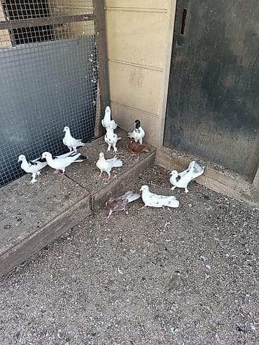 Quşlar: Biri 10-50₼ arası satılır. Kürdə satılır — 5