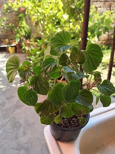 Böyük qapalı bitki və sükulent dəsti - Begonia maculata (benekli
