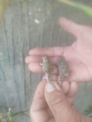 Gəmiricilər: Qurbaga — 3