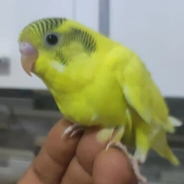 Iran Khodro: Məhsul: Dalmatin və klassik rəng çeşidlərində dalğıç balaları – — 4