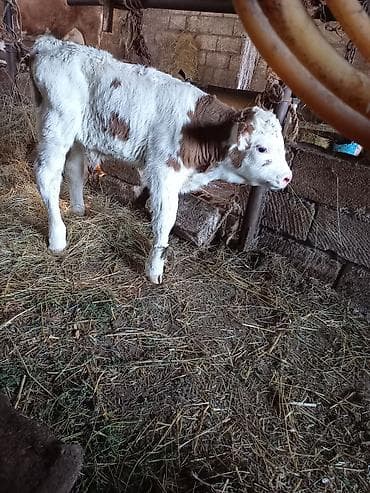 Erkek Saf Qan Simmental .Çox iri buzovdu.Bos Yere Narahat etməsin lalafo.az -da Erkek Saf Qan Simmental .Çox iri buzovdu.Bos Yere Narahat etməsin