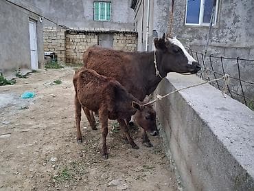 Inəklər, öküzlər: Dişi, il: 1, 100 kq, Südlük, Ünvandan götürmə, Ödənişli çatdırılma — 6