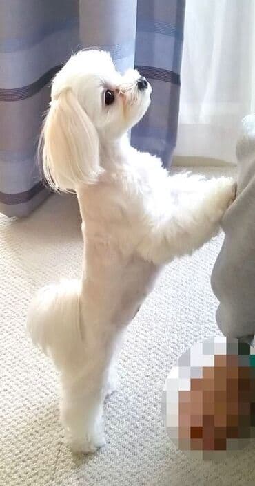 çoban iti balaları: Pet hotel İt saxlanılma xidməti Əgər xaricərayona istirahətə — 2