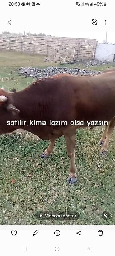 toyuq satilir: Satılır – yerli cins buğa - Rəng: tünd qəhvəyi, alnında7 açıq işarə - — 3