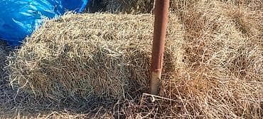 Məhlə otu satılır. 94 pres. Uzunu 1 metr - tərkibində çöl yoncası lalafo.az -da Məhlə otu satılır. 94 pres. Uzunu 1 metr - tərkibində çöl yoncası