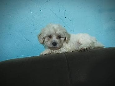 heyvan bazari harda yerlesir: Salam maltipo balası tam sağlam erkek real alıcı əlaqə saxlasın temiz — 4