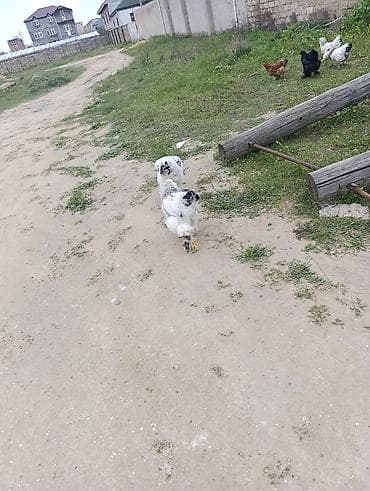 pitbull qiymetleri: 3 dənə xoruzdu Heç 1 yaşları yoxdu 2 si təzə banlamağa başlayıb biri — 8