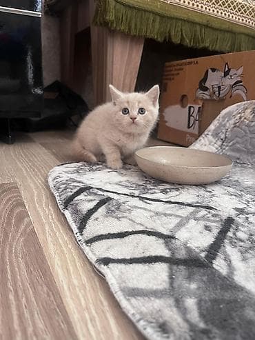 Şirin balaca pişik balası - Rəng: açıq krem/bej - Gözlər: mavi -