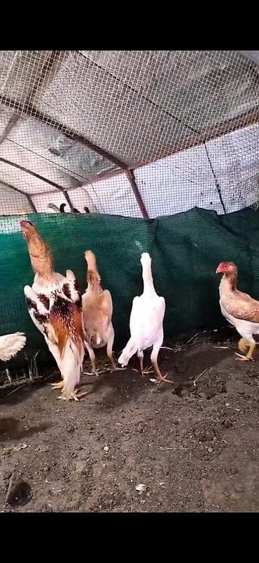 kənd toyuqları: Toyuq cücələri, Damazlıq — 4