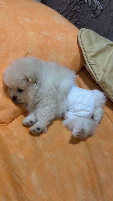 itləe: Шпиц, 3 месяца, Самец — 3