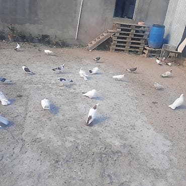 göyərcin: Qiymete gore narhat elmiyin sondu desde qirmiz quyruxdu seykadi xam — 1
