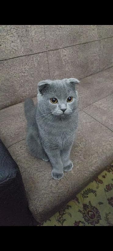 british pişik: Britan yastı qulaq, Erkək, Yaxşı əllərə, Ödənişli çatdırılma — 2