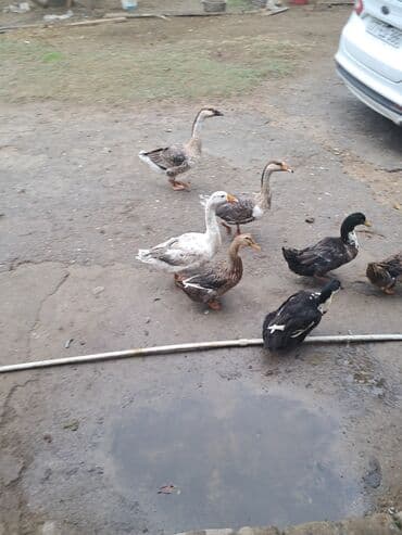 sort qazlar: Saqlam qazlardi — 2