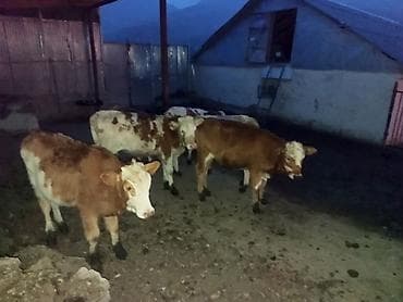 soya yemi: Satışda: Simmental növü dana və düyələr - Cins: Simmental — 1