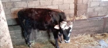 keclər: Cavan dana – qara-qəhvəyi rəngdə, alnı və qulaqları ağ ləkəli. Boyu — 2