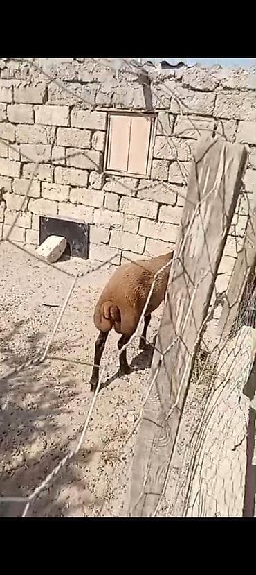 mal heyvan: Cins: QALA CINSI 6 AYLIQ ERKEY TOUGLUDU ETDI HEYVANDI HEM KESIME HEMDE — 2