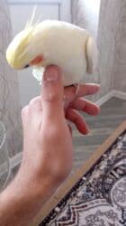 Информатика: Korellalar satılır. 3 dənədi 1 - i əl quşudu. Qəfəs qarışıqda — 7