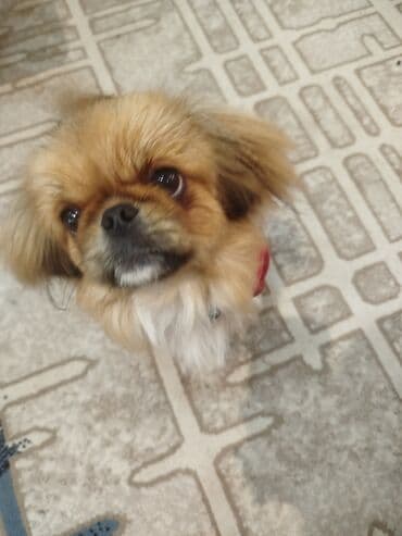 dana qiyməti siyəzən: Pekines — 1