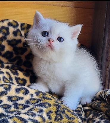 ana ari satisi: Şinşilla, Erkək, Dişi, Pulsuz çatdırılma — 4