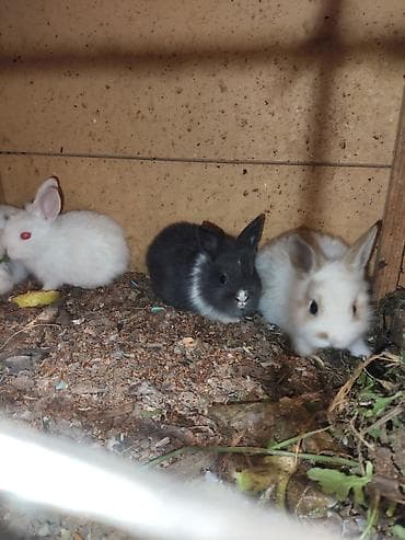 it balalari satilir: Karlik katolik qalmadı Dovşanlar satılır artirmağa əla fürsətdi — 6