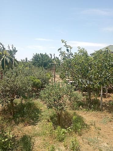 xirdalan kreditle evler: Saray Baglari Qurd Dərsinde. İki Mərtəbəli. 5 otagli Ev. Kirayə — 10