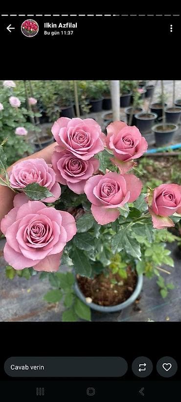 гул: Məhsul: Qızılgül kol gülləri – çoxçeçəkli, dekorativ sortlar Təsvir — 6