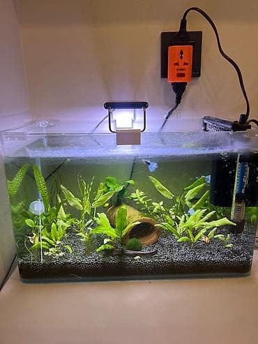 Bitki akvarium dəsti - Şəffaf şüşə akvarium, təxminən 25–35 litr həcm