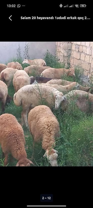 golden it qiymeti: Mənə qurban üçün quzu lazımdır.Bərdə zonasında.Qiyməti 180-200arası — 1