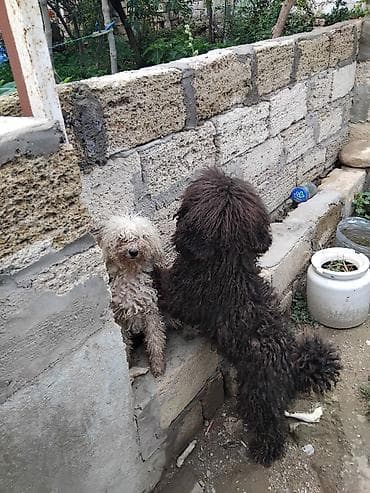 gencede heyvanlar: Maltipoo tipli iki xırda ölçülü it balası - Cins: Maltipoo (pudellə — 2