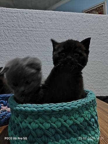 itler pikines type 1: Cins pişiklərdir atası britan, anası şotland satılır 40 gunlukdu qum — 5