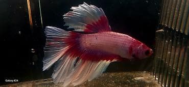 donuz: Betta (Petuşok balığı), Sülhsevər, Ünvandan götürmə — 3