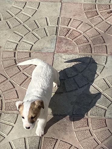 afcarka itləri: Cek rassel teryer — 2