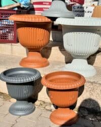 agac gulleri: Dibçək ayaqli Dekorativ — həm ev, həm də bağ üçün ideal — 1