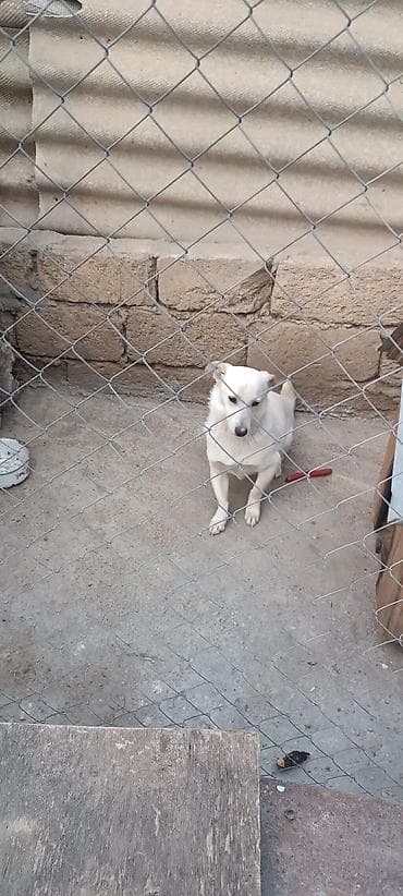 8 ay, Erkek, Ünvandan götürmə lalafo.az -da 8 ay, Erkek, Ünvandan götürmə