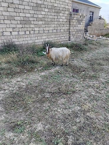 cins atlar: Salam ana kecidi tekdi deye satilir — 1