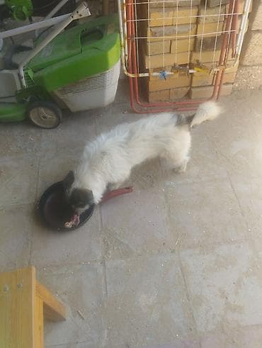 pudel balası: Pudel, 1 il, Erkek, Cütləşmə üçün, Ödənişli çatdırılma — 9