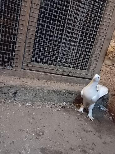 goyərcinlər: Salam təmiz ag quyrug qara boyun peçat. Ərkəy və saglamdı — 3