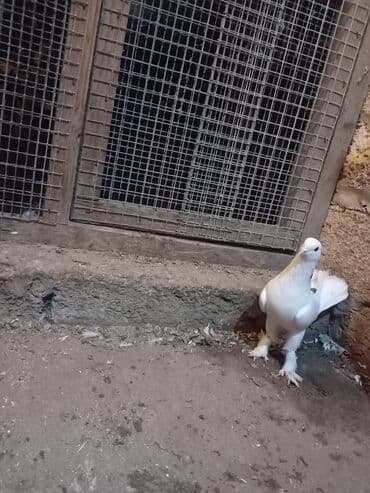 İtlər: Salam 19 tük badam leley qara boyun ərkəy — 4