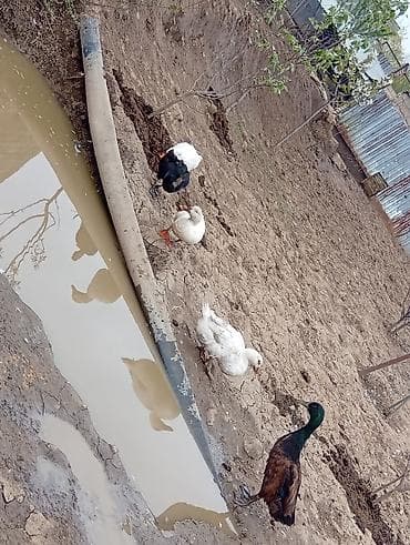 lalafo goyercin satisi: Temiz pekin ordeyleri yumrtasi 90 faiz mayalı siferis önceden veresiz — 2