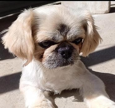 heyvan satisi: Pekines, 1 il, Erkek — 2