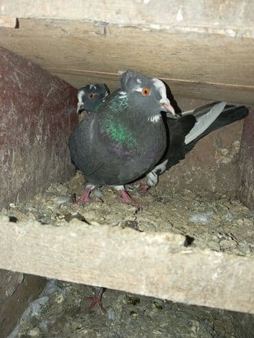 Cüt ev göyərçini - Rəng: tünd boz-qara gövdə, sinədə yaşıl-bənövşəyi